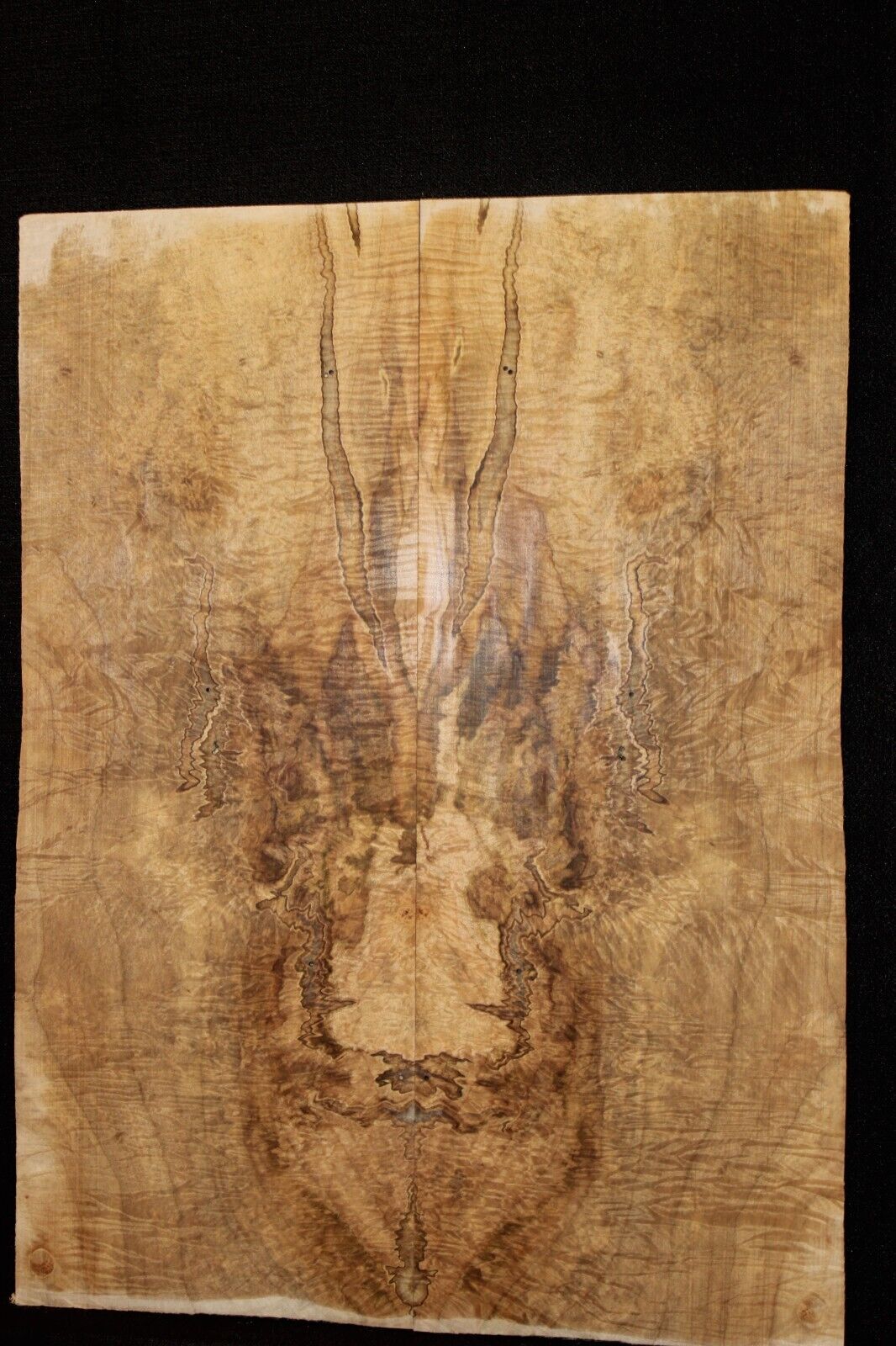Figured ambrosia maple bookmatched guitar top, insane figure and color.
