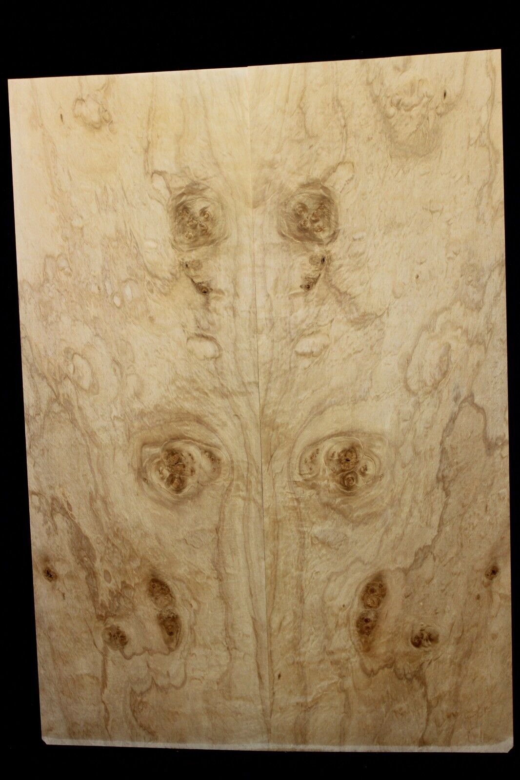 Silver maple, burl / lace figured guitar book matched top.