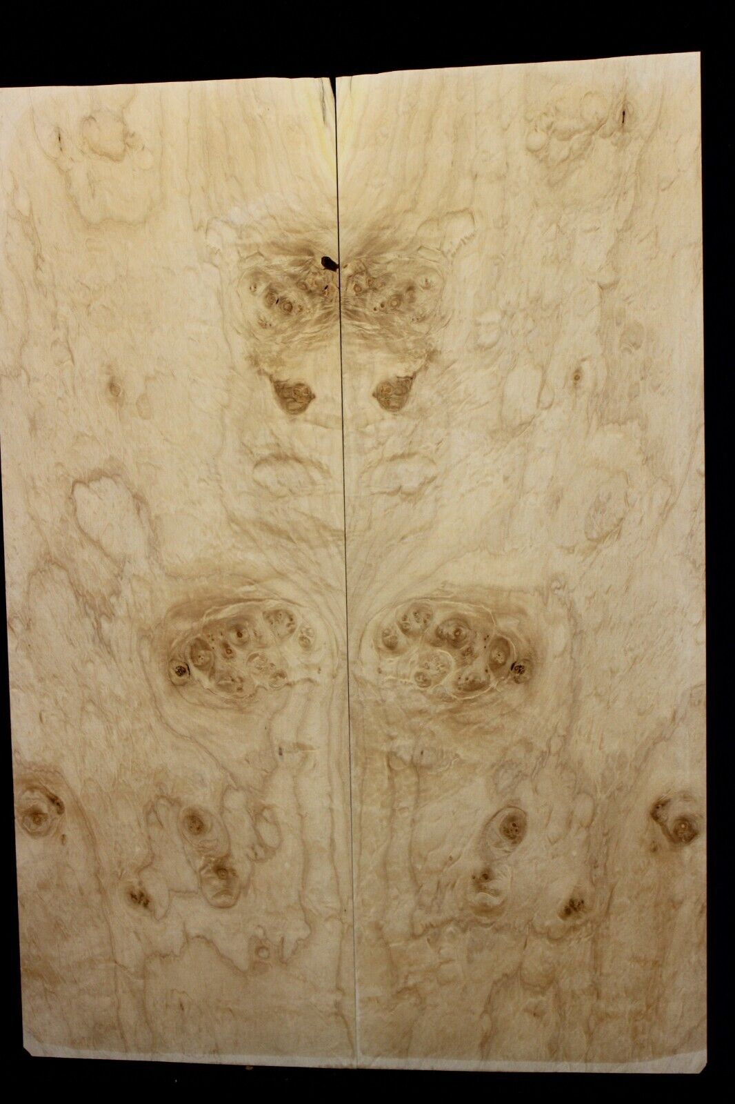 Silver maple, burl / lace figured guitar book matched top.
