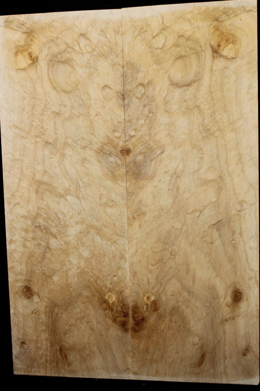 Silver maple, burl / lace figured guitar book matched top.
